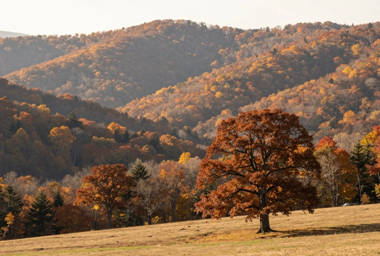 Waldhänge der Berkshire Mountains in Massachusetts im Herbst, Dunst in den Tälern im Licht der späten Nachmittagssonne