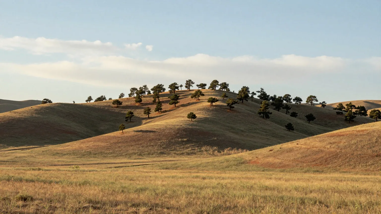 Bewaldete Hügel mit dunklen Kiefern über einer Graslandschaft, darüber ein weiter Himmel im warmen Licht der späten Nachmittagssonne