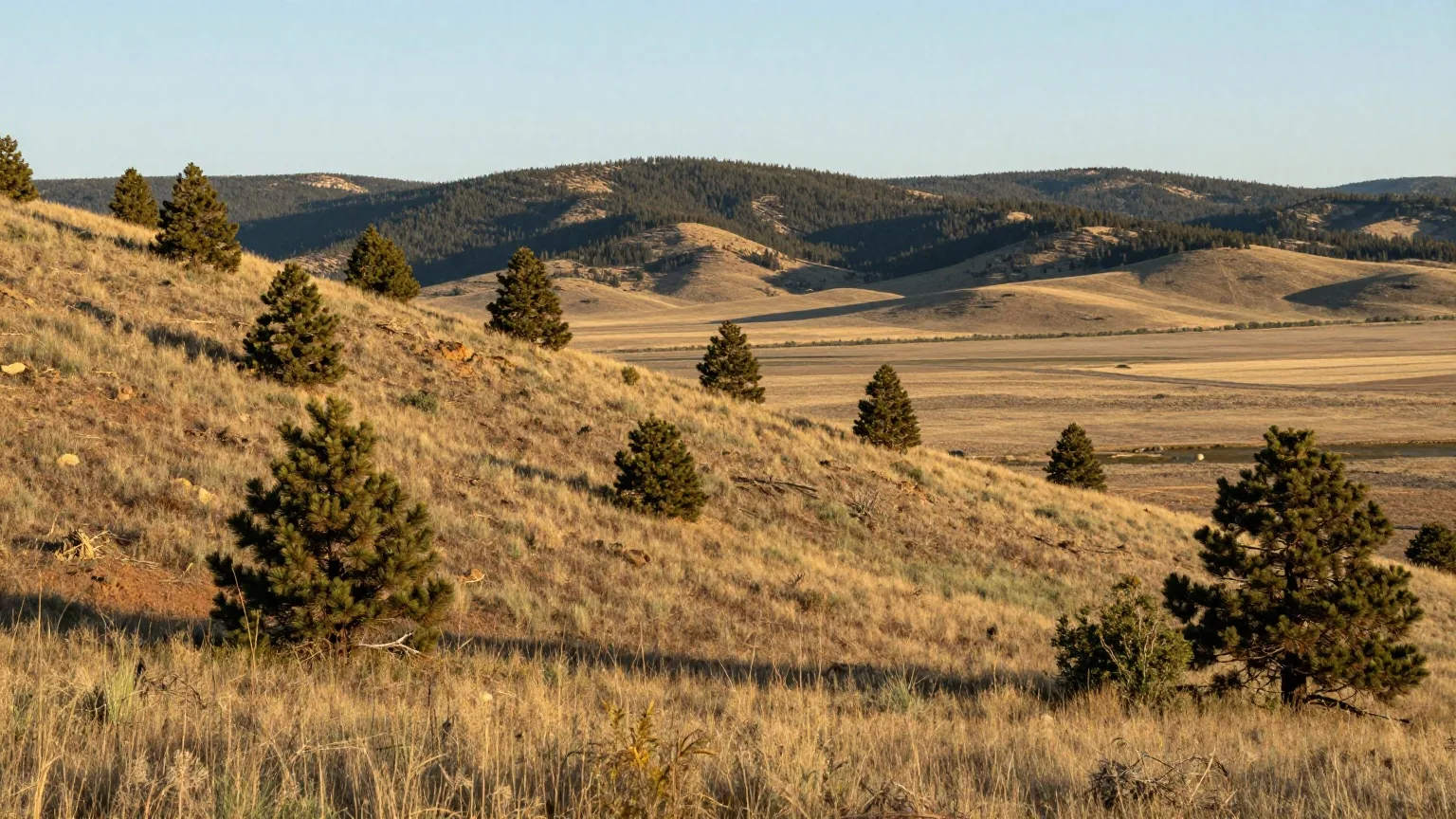 Grasige Vorberge mit Wacholder und Pinien im Südwesten von New Mexico, dahinter ein weites Tal und bewaldete Berge im warmen Licht der späten Nachmittagssonne